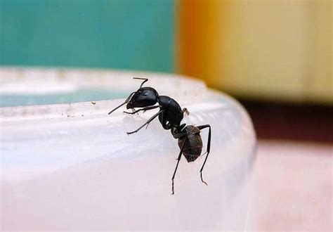 家裡很多螞蟻